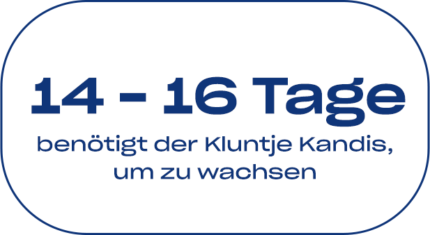 14 bis 15 Tage benötigt der Kluntje Kandis, um zu wachsen