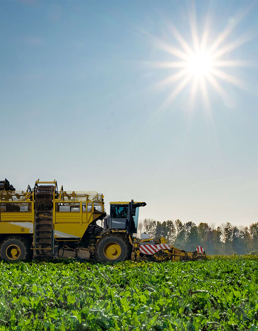 Große gelbe Zuckerrübenerntemaschine fährt über ein Feld mit grünen Zuckerrüben.