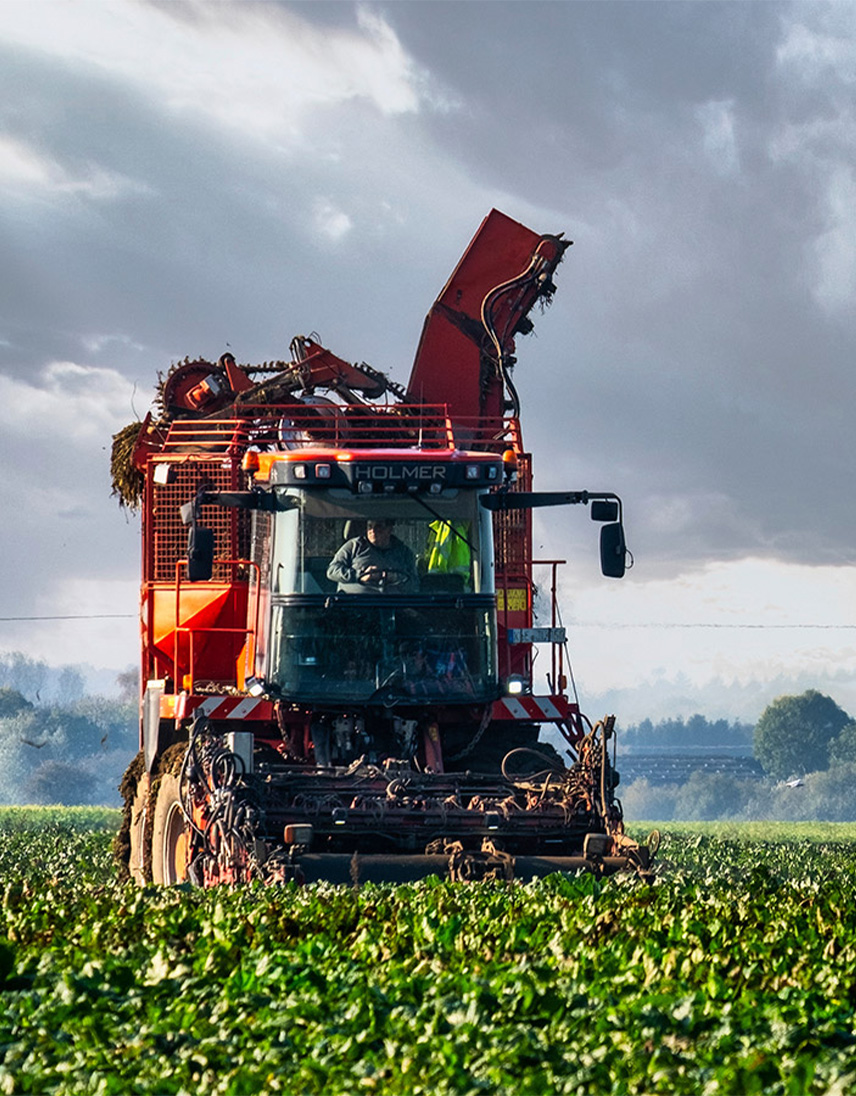 Große rote Zuckerrübenerntemaschine fährt über ein Feld mit grünen Zuckerrüben.