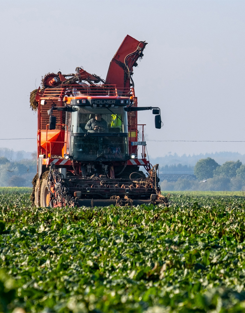 Rote Zuckerrübenerntemaschine fährt durch ein Feld mit grünen Zuckerrüben.
