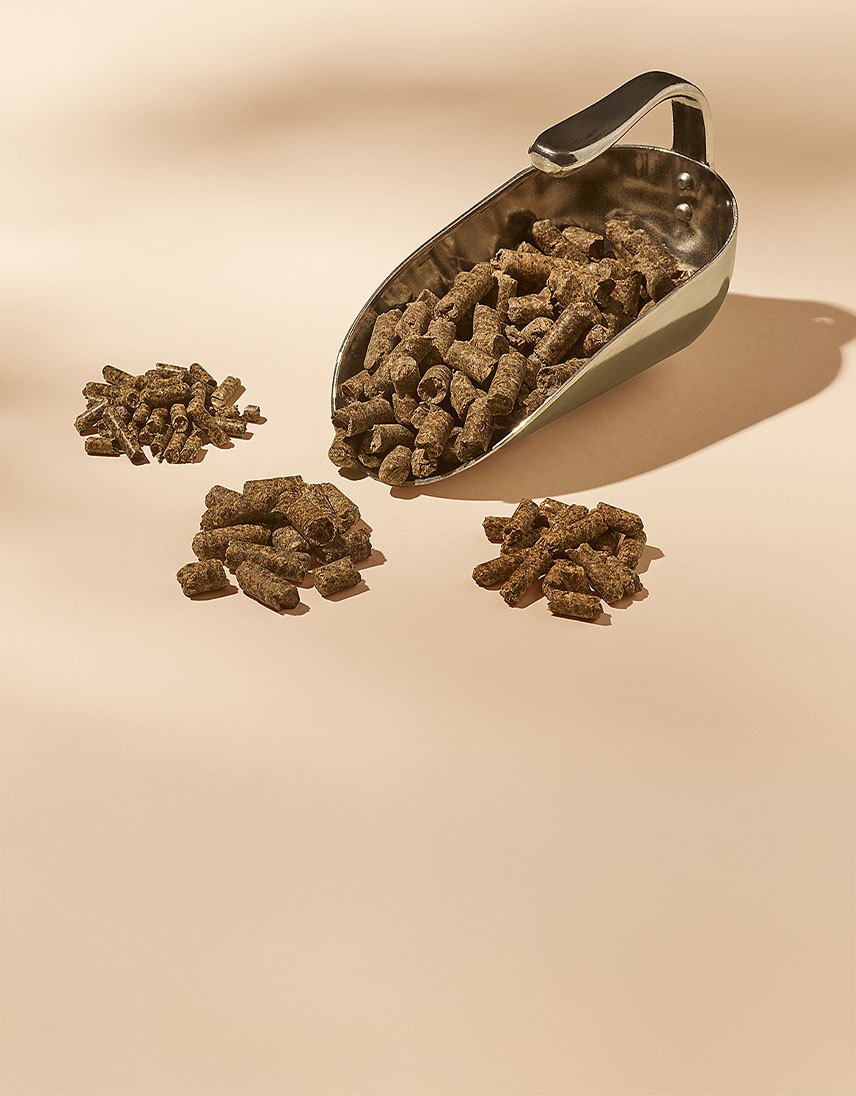 Kleine braune Pellets liegen neben und in einer Metallschaufel auf hellem Hintergrund.
