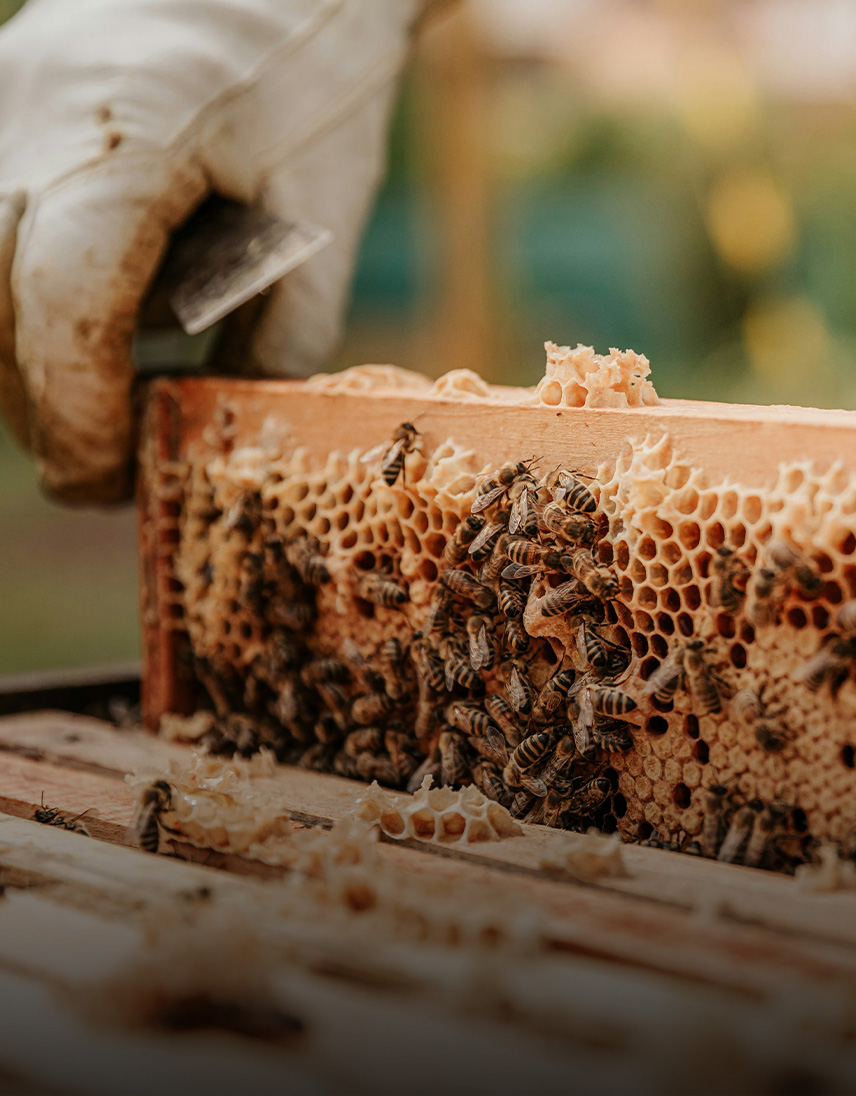 Nahaufnahme einer mit Bienen besetzten Honigwabe.