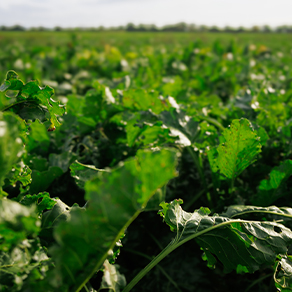 Grüne Zuckerrübenpflanzen wachsen auf einem Feld.