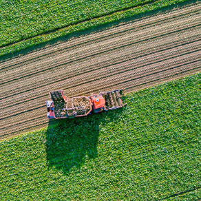 Eine landwirtschaftliche Erntemaschine arbeitet auf einem grünen Feld, aufgenommen aus der Luft.