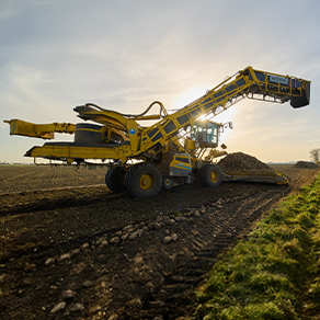 Gelbe Landwirtschaftsmaschine bewegt Zuckerrüben auf einem Feld.