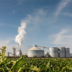 Zuckerfabrik mit Silos hinter einem Feld mit Zuckerrüben.