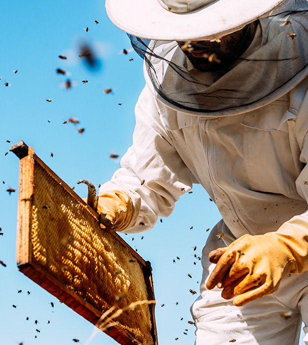 Imker in Schutzkleidung hält eine Wabe mit Bienen.