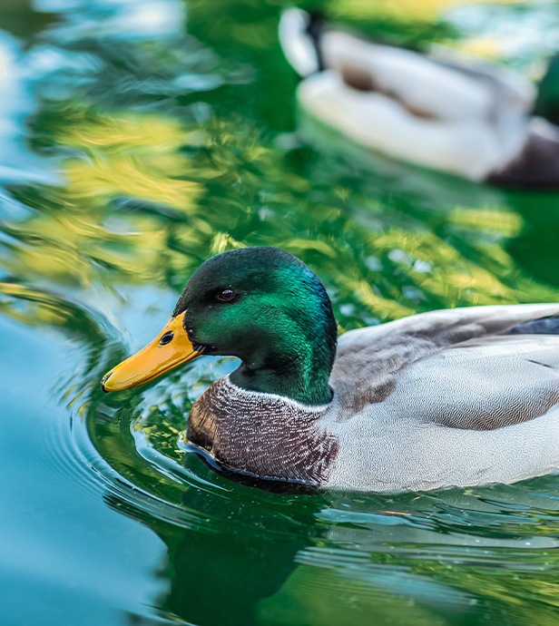 Stockente schwimmt auf einem Teich.